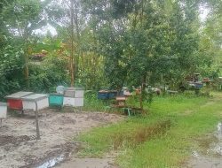 Lahan Pembudidayaan Lebah Madu.red.